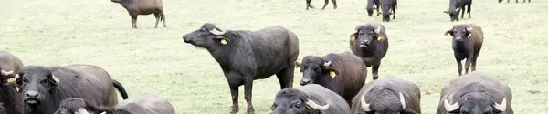 Le Delizie Di Bufala foto 4